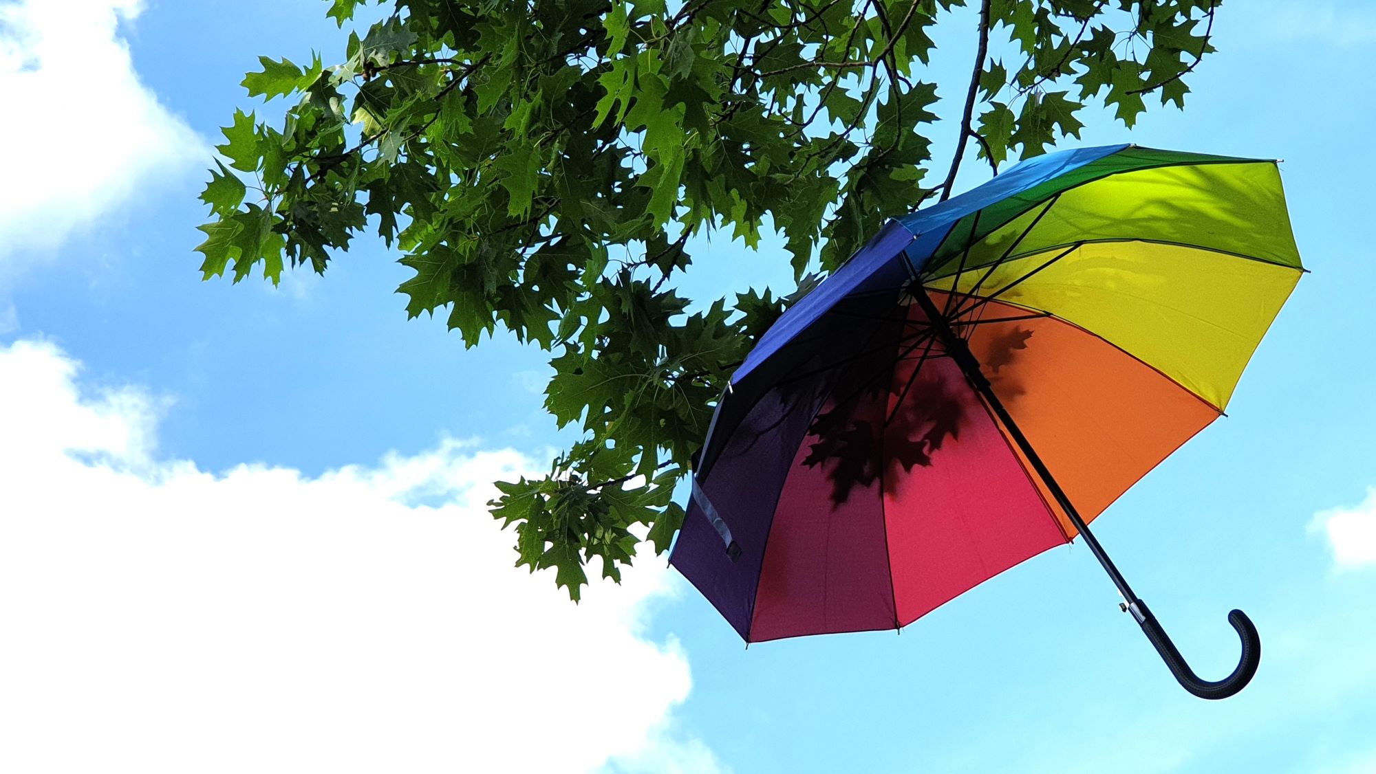 Bunter Regenschirm im Baum vor blauem Himmel